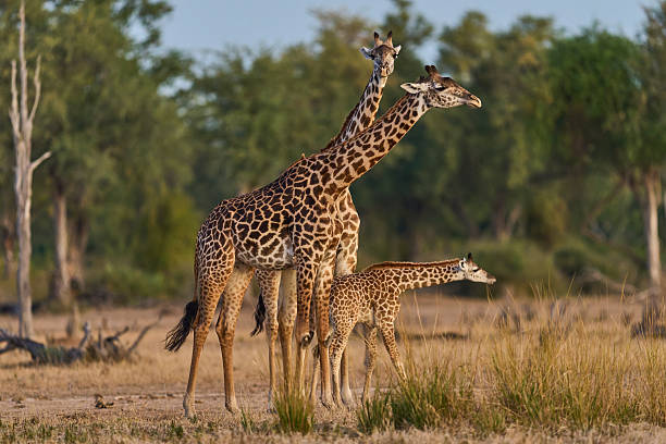 istock Group of Thornicroft giraffe 2254184238