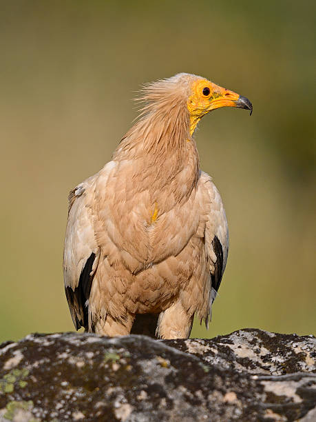 istock Egyptian vulture perched on rock 2254185271