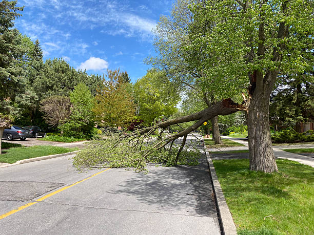 istock Fallen Tree Blocking Residential Street in Toronto After Storm 2254186428