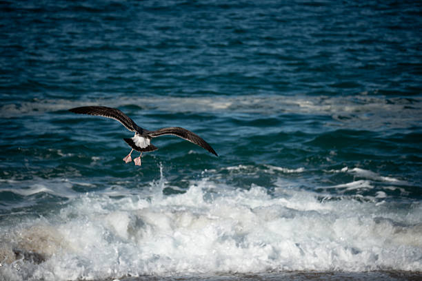 Two seagulls on a beach in California where one of the birds seems to be attempting domination over the other.  Note the kicked-up sand between them.