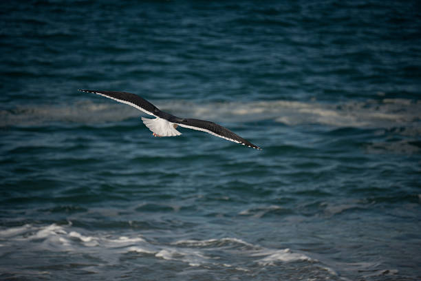 A single seagull with black and white plumage glides effortlessly above the choppy sea, its wings outstretched against the vast expanse of water