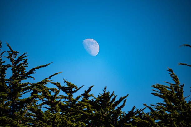Half moon rise at afternoon. Moon in blue sky with foreground.