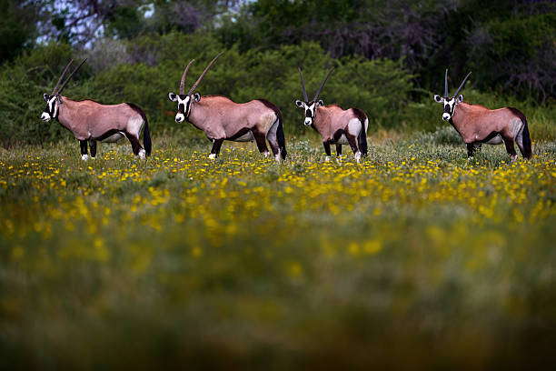 Two oryx in a lake of white, indigenous, flowers in the Goegap Nature Reserve at Springbok in the Namaqualand region of the Northern Cape Province of South Africa