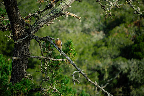 A red-shouldered hawk is perched on a weathered pine branch, its plumage detailed against a soft, out-of-focus backdrop of lush green foliage