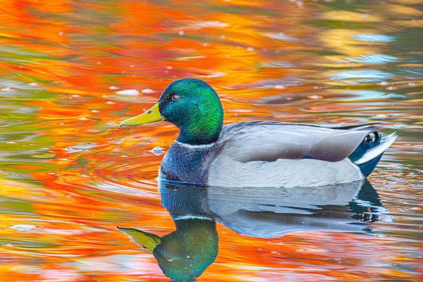 Mallard duck with reflection in tranquil Autumn pond. The colorful reflection comes from trees on the distant shore.