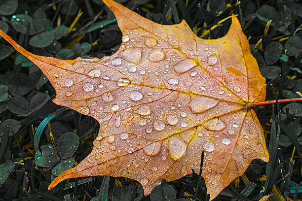 Beautiful Autumn symbolism in a single fallen leaf, with big water droplets from morning dew and rain.