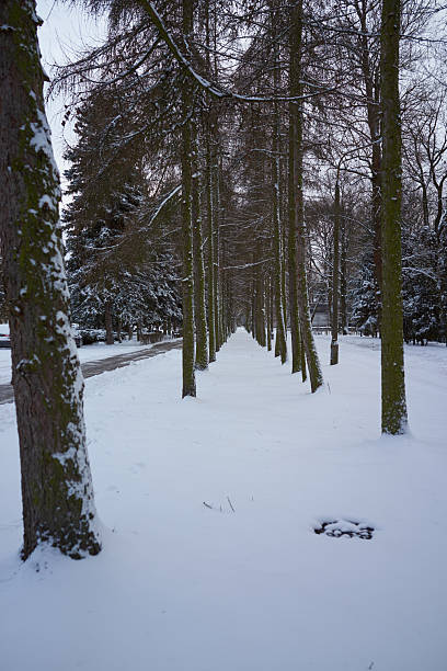 Snowblanketed alley of mossy pines with tall trunks creating strong perspective lines, textured bark and muted light, serene
