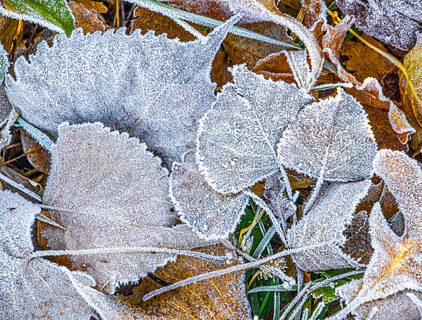 Frost on Autumn Leaves
