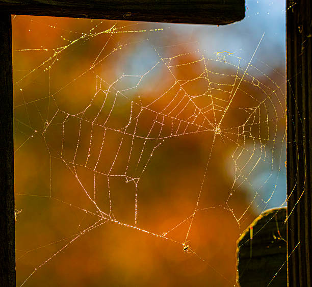 Spider web on background of Autumn colors, old barn wood.