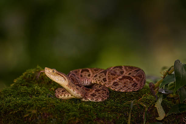 istock Bothrops atrox, Fer-de-lance in nature habitat. Common Lancehead viper, in tropical forest. Poison snake in the dark jungle. Detail of rare snake from Costa Rica. 2254190457