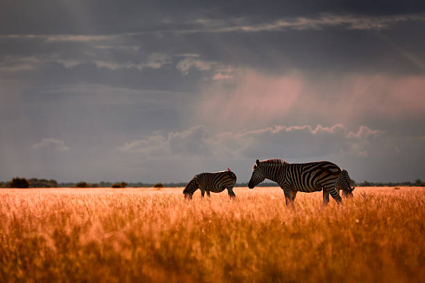 Storm clouds in Africa. Zebras with blue sky, nice light sun rays, during evening sunset. Burchell's zebra, Nxai Pan National Park, Botswana, Africa. Wild animals on the meadow.