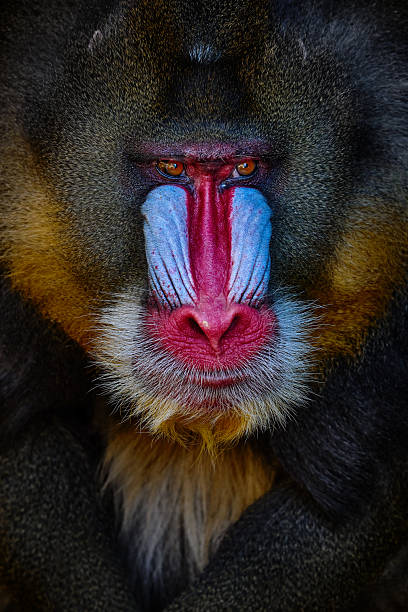 istock Mandrill open muzzle mouth, Mandrillus sphinx, sitting on tree branch in dark tropical forest. Animal in nature habitat, in forest. Detail portrait of monkey from central Africa, forest in Gabon. 2254190658