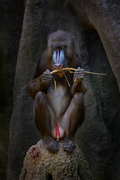 istock Mandrill open muzzle mouth, Mandrillus sphinx, sitting on tree branch in dark tropical forest. Animal in nature habitat, in forest. Detail portrait of monkey from central Africa, forest in Gabon. 2254190662