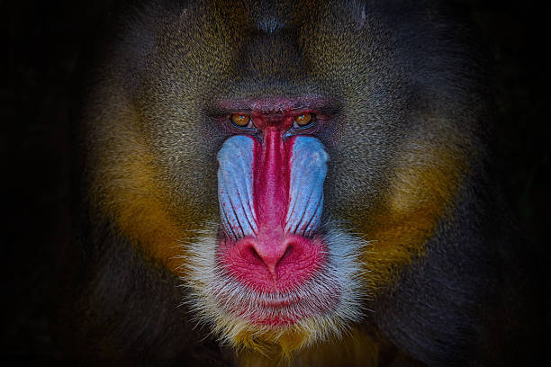 istock Mandrill open muzzle mouth, Mandrillus sphinx, sitting on tree branch in dark tropical forest. Animal in nature habitat, in forest. Detail portrait of monkey from central Africa, forest in Gabon. 2254190667
