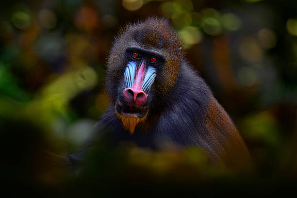istock Mandrill open muzzle mouth, Mandrillus sphinx, sitting on tree branch in dark tropical forest. Animal in nature habitat, in forest. Detail portrait of monkey from central Africa, forest in Gabon. 2254190675
