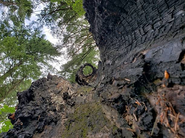 Inside Burnt Tree Trunk in 2020, almost 3 years after the Eagle Creek Fire in  2017 - Historic Columbia River Gorge