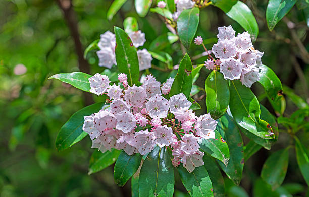 istock Mountain Laurel in a Mountain Forest 2254191680
