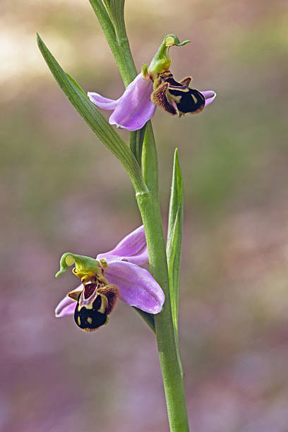 detail of bee orchid plant in full bloom, Ophrys apifera, Orchis apifera; Orchidaceae