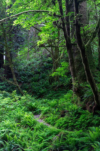 istock Hiking trail in Redwoods National Park 2254191909