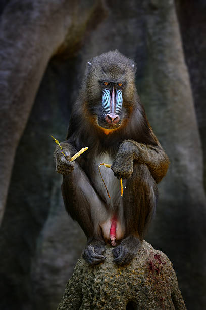 istock Mandrill open muzzle mouth, Mandrillus sphinx, sitting on tree branch in dark tropical forest. Animal in nature habitat, in forest. Detail portrait of monkey from central Africa, forest in Gabon. 2254192721