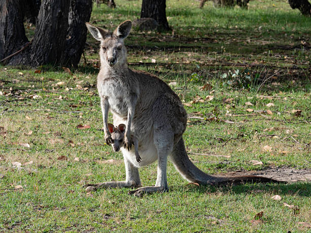 The black-striped wallaby, also known as the scrub wallaby or eastern brush wallaby with a baby in her pouch.