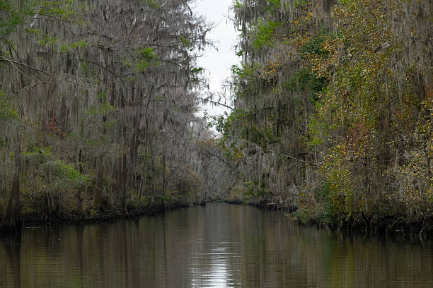 Government Ditch at Caddo Lake Texas is a historic man made channel dredged by the Army Corps of Engineers in the 1870s