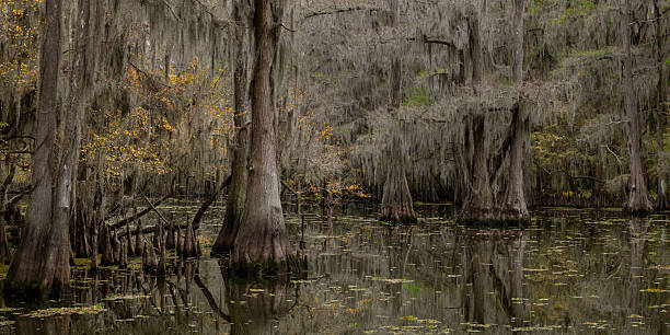 istock Bald Cypress Trees in autumn on Caddo Lake 2254194034