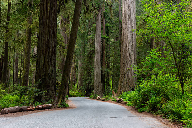 The Old Coast Road Surrounded by Coastal Redwoods and Bracken Ferns, Big Sur, California, USA