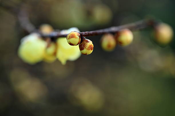 Winter plum blossoms blooming under the cold sky. A sweet fragrance floats in the air.