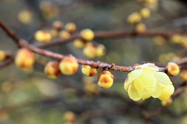 istock Beautifully blooming wintersweet 2254194225