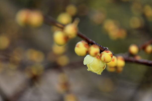 istock Beautifully blooming wintersweet 2254194226