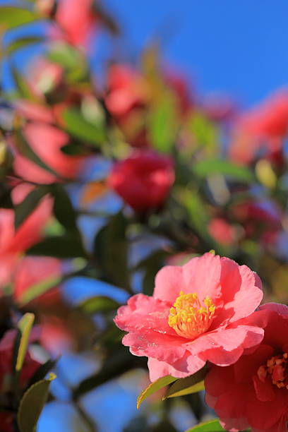 istock Camellia blooming in winter in Japan 2254194260