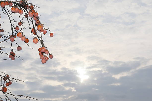 A large tree full of persimmons