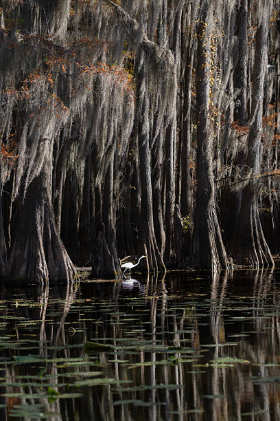 istock Great Egret under Bald Cypress Trees, Caddo Lake 2254194930