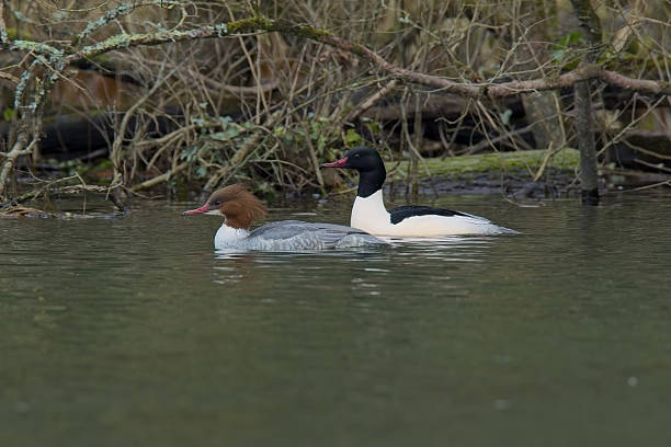 istock Goosander in habitat 2254194944