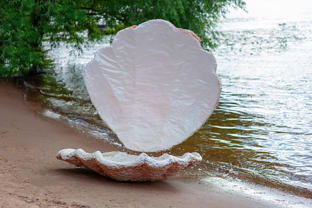 Small heap of Sessilia growing on top of a common cockle shell. Shell is laying in a nacre background.