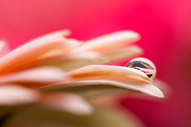 water drop on red gerbera flower petals macro close up