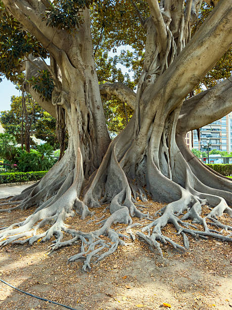 istock Large tree with unique roots and thick trunk located in a city park on a sunny day surrounded by green foliage 2254196724