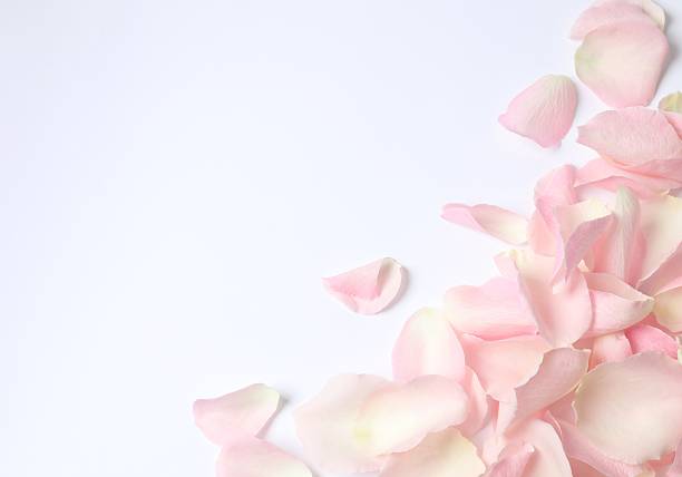istock Pink rose petals on white background 2254196825