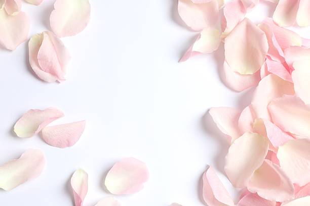 istock Pink rose petals on white background 2254196828