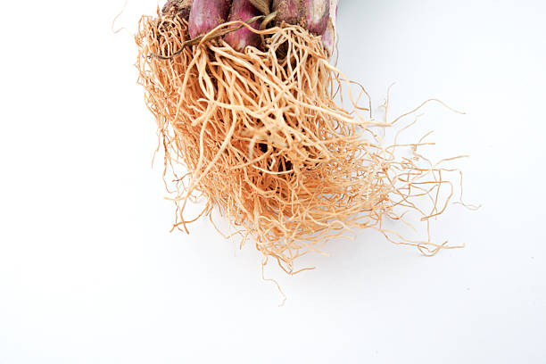Fresh onion roots isolated on white background showing natural vegetable structure, farming produce detail, organic food ingredient, and plant growth in clean minimal presentation.