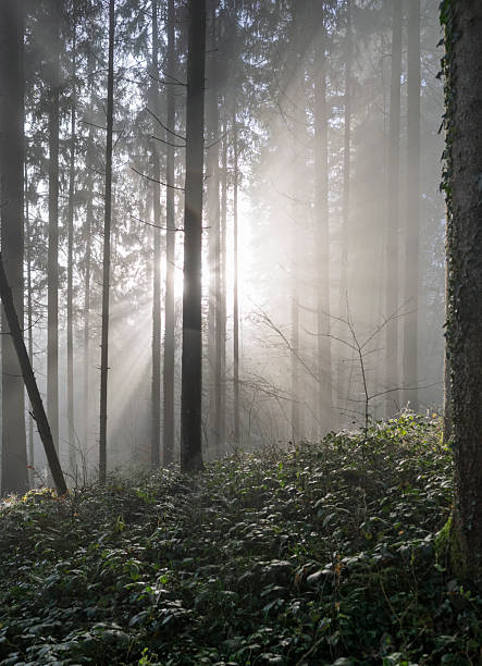 Misty forest with sunbeams at the cold season