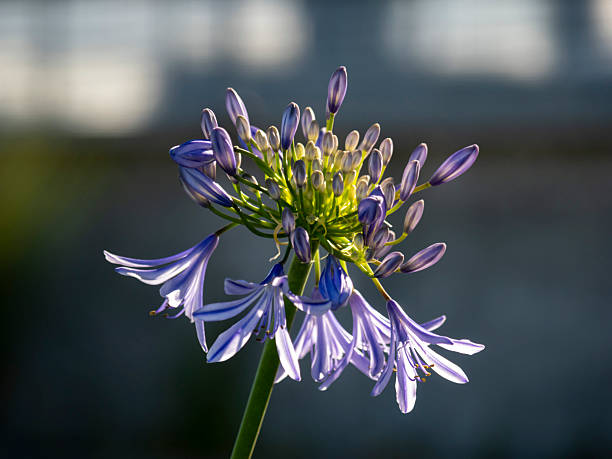 Agapanthus flower head