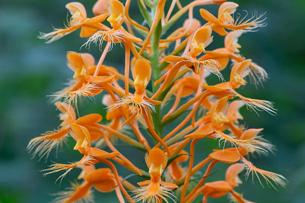 Close-up of beautiful orange color orchids growing in a tropical garden