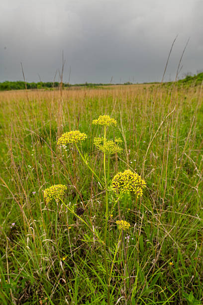 istock Prairie Parsnip, H.E. Flanagan Prairie, AR 2254200038