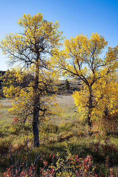 istock Ash trees, Custer State Park, SD 2254200153