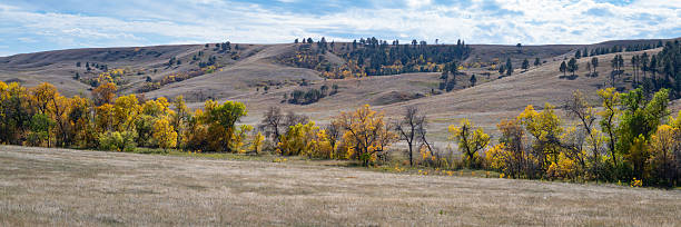 Backlit trees brighten up the landscape on the Wildlife Loop Road, Custer State Park, SD.