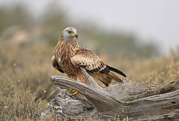 istock Red Kite perched in grassy habitat 2254202254