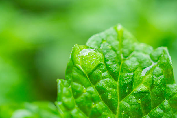 Beautiful rain water drop on green leaf closeup natural background