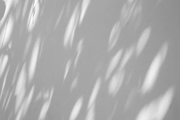 istock Abstract natural tree branch leaves shadow on white wall background 2254202605
